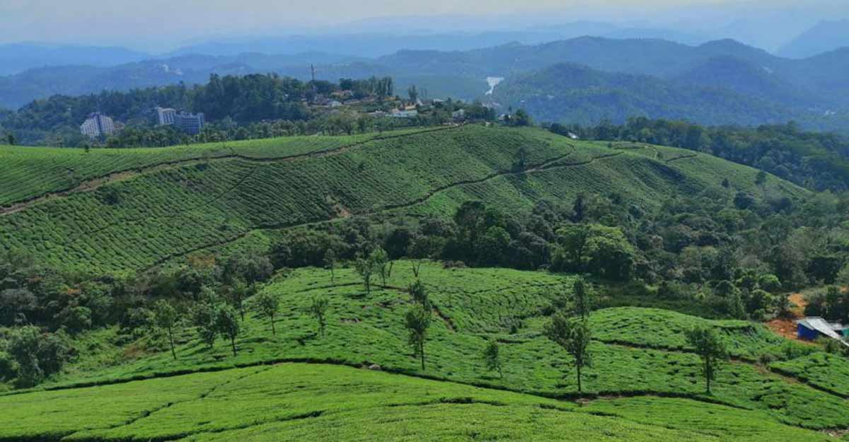 Trek Through Forest In Pampadum Shola Idukki Travel News Manorama