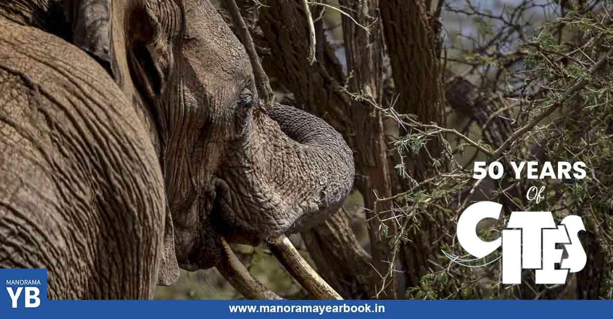 With 185 Parties (184 countries and the European Union), it remains one of the world’s most powerful tools for wildlife conservation. Photo: AFP
