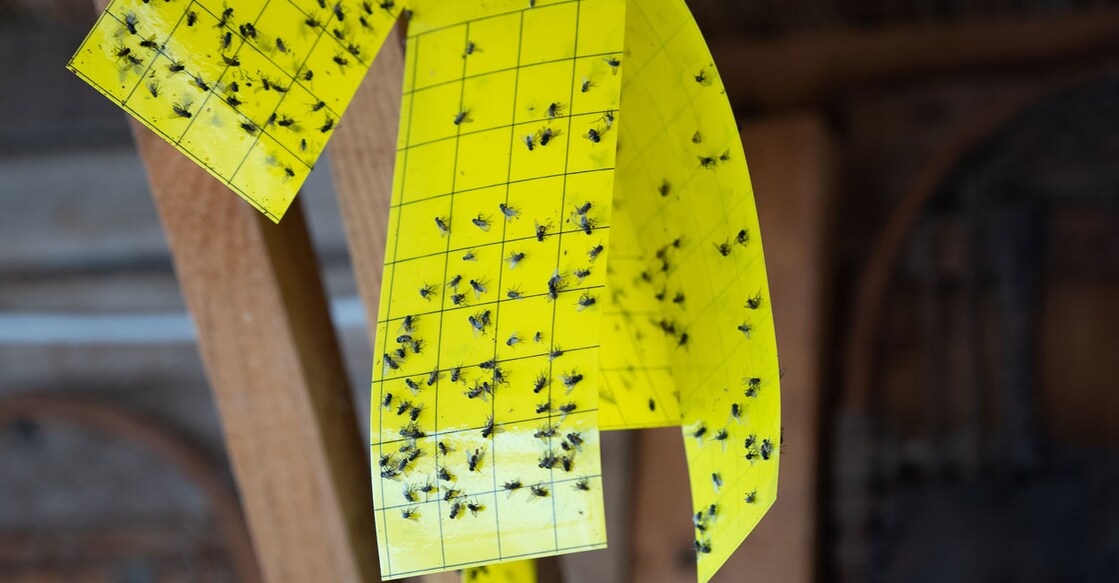 Sticky fly trap. Photo: iStock/mgstudyo