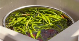 How pesticide is sneaking into your daily diet: The culprit - green chillies