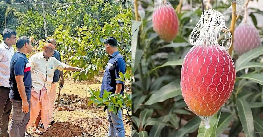 Mangarathody Safeer Ali and Kiliyamannil Abdul Gafoor at the orchard in Kattungal, Malappuram. Photo: Karshakasree
