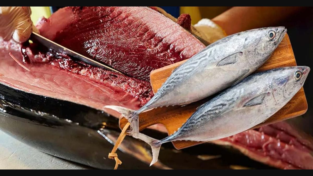 fish meat images