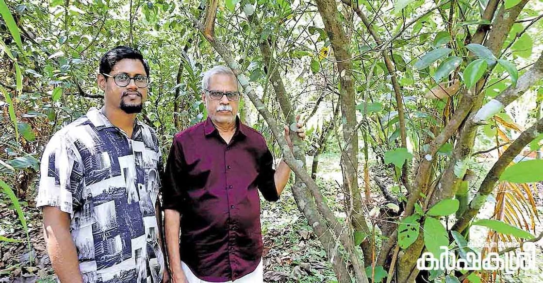 Nithin and his father Kunjiraman at their cinnamon plantation in Elangoor, Cherukulam, Malappuram. Photo; Karshakasree