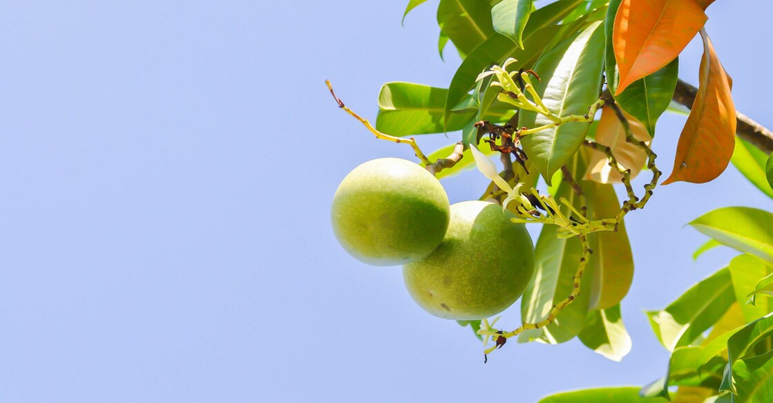 Cerbera Odollam Gaertn or Apocynaceae or pong pong with flowers and seed on the tree. Photo: Shutterstock/Job Narinnate