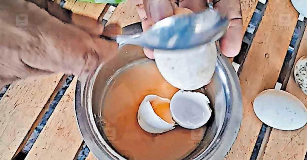 wayanad-eggs2 wayanad-eggs2