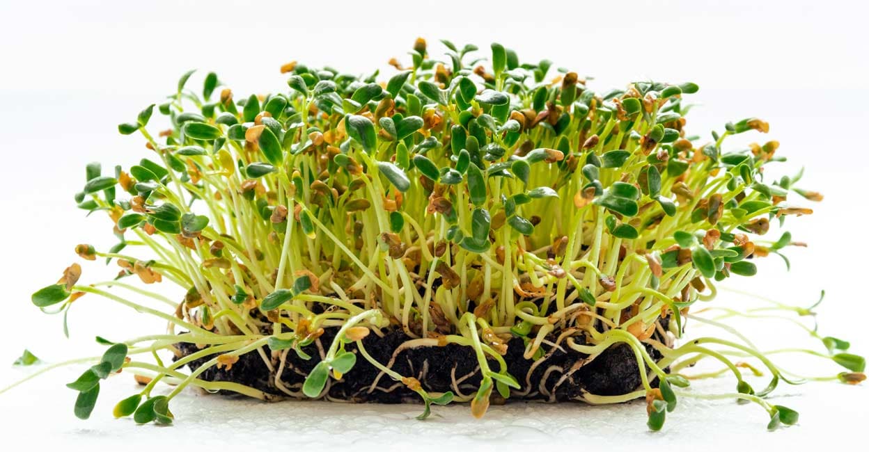 Fenugreek microgreens Representative image: Shutterstock/Nazaruk Nazar