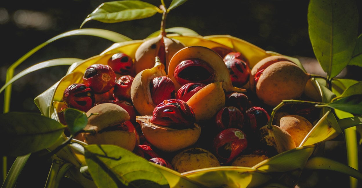 Nutmeg Nutmeg from Banda Island, Central Maluku, indonesia. Photo: Shutterstock/KELE project