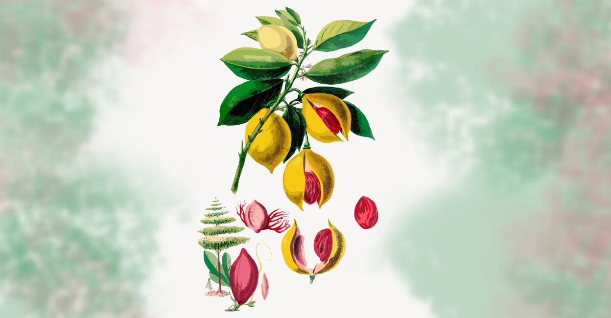 Nutmeg Illustration of a nutmeg plant with leaves, nutmeg fruits, and seeds. Photo: Shutterstock/Rawpixel.com
