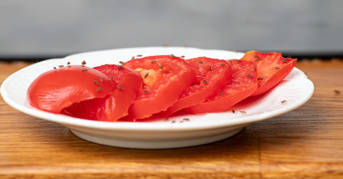 2359931659 Fruit flies eating of slices of tomatoes in home kitchen. Photo: Shutterstock/FotoHelin