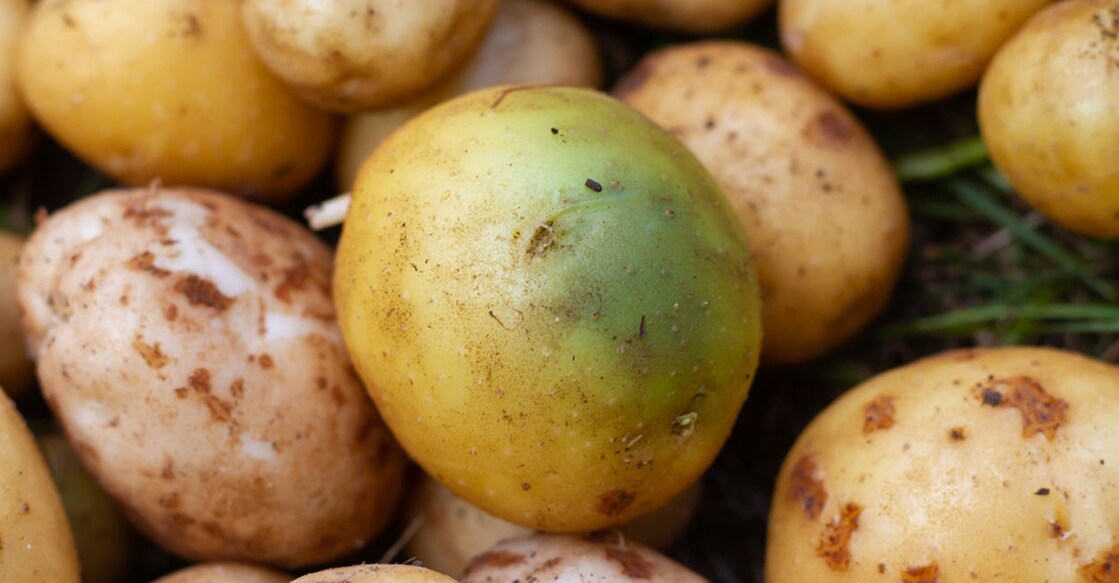 The green colour that sometimes appears on the skin of potatoes is due to exposure to sunlight, either during cultivation or storage. Photo: Shutterstock/Evtushkova Olga