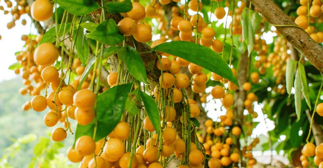 Burmese grapes. Photo: iStock/Surasak