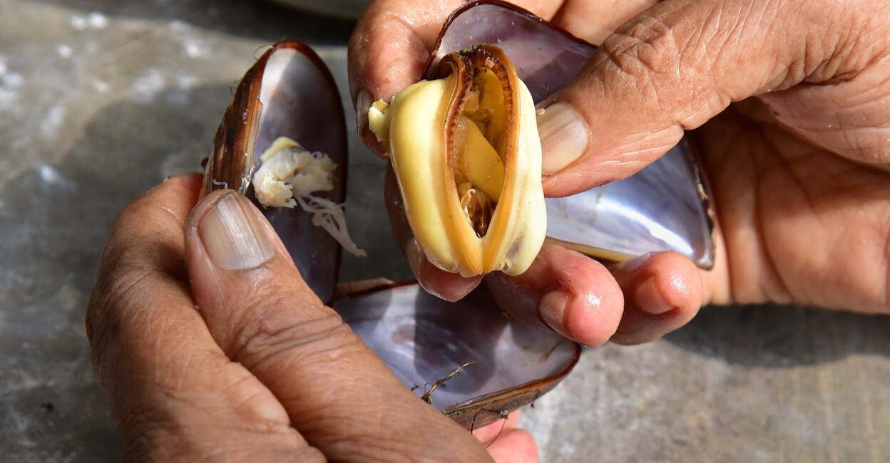 The Shellfish With Its Own Bazaar Why Kerala s Kallummakkaya Deserves 