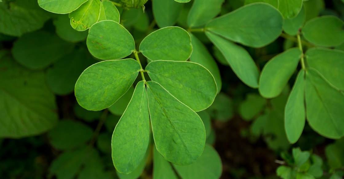 Thakara leaf. Photo: Shutterstock/kv naushad