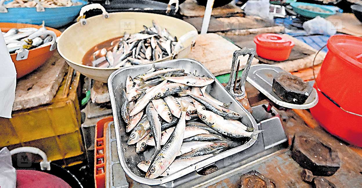 The return of neymathi: Kerala’s tastiest sardines are back in season