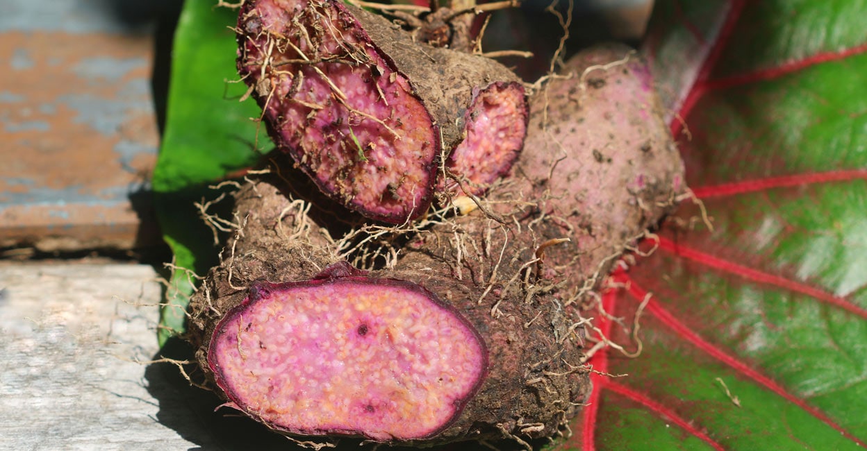 Ube aka purple yam is trending worldwide; Kerala has had its own ...