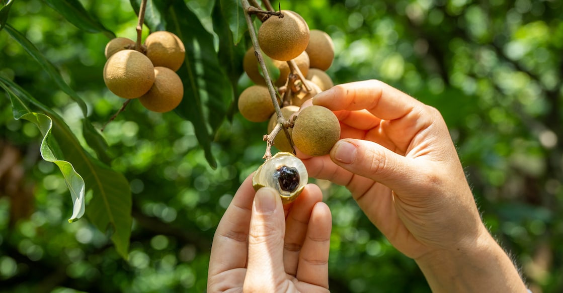 Longan fruit hanging on the tree. Photo: iStock/ma li