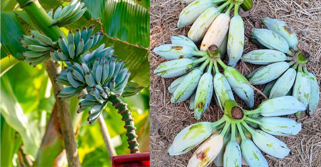 Blue Java banana. Photo: Shutterstock