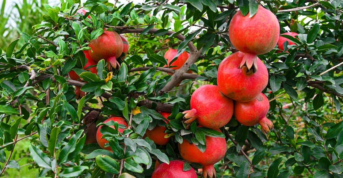 Pomegranate is rich in polyphenols, which exhibit strong anti-inflammatory and antioxidant properties. Photo: iStock/kiran nagare