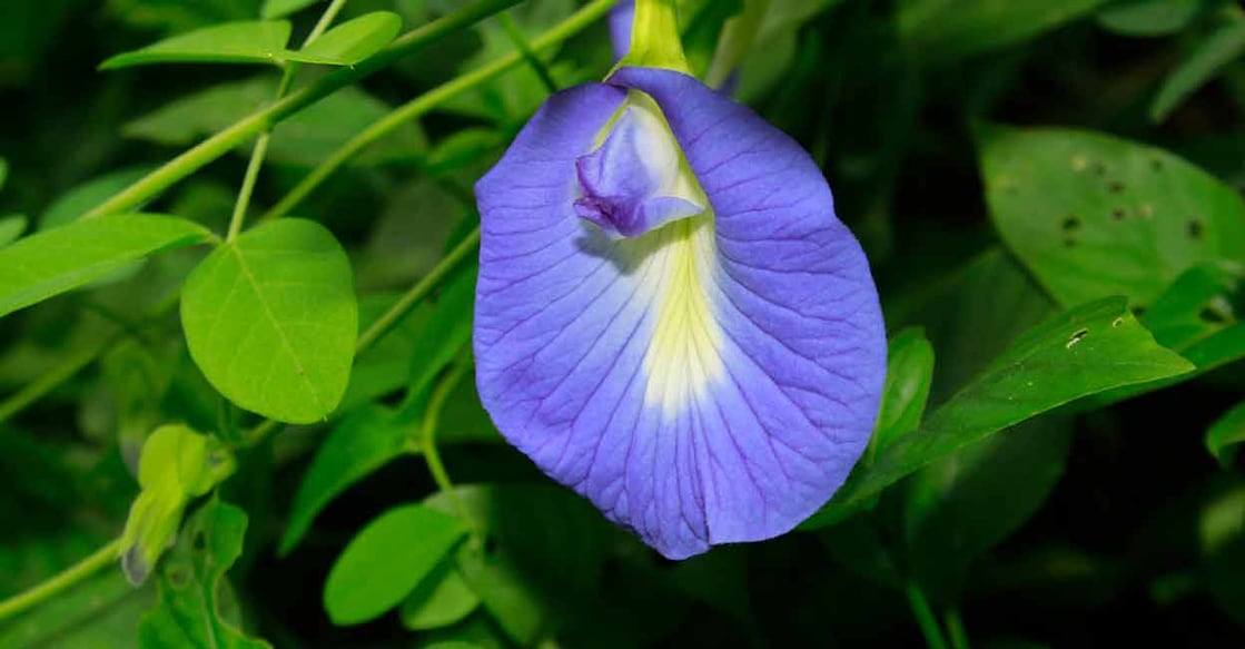 Butterfly pea plant. Photo: iStock/MANORANJAN MISHRA