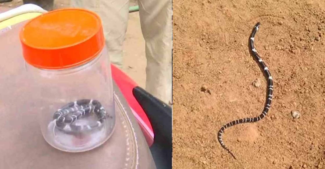 Common krait. Photo: Special Arrangement