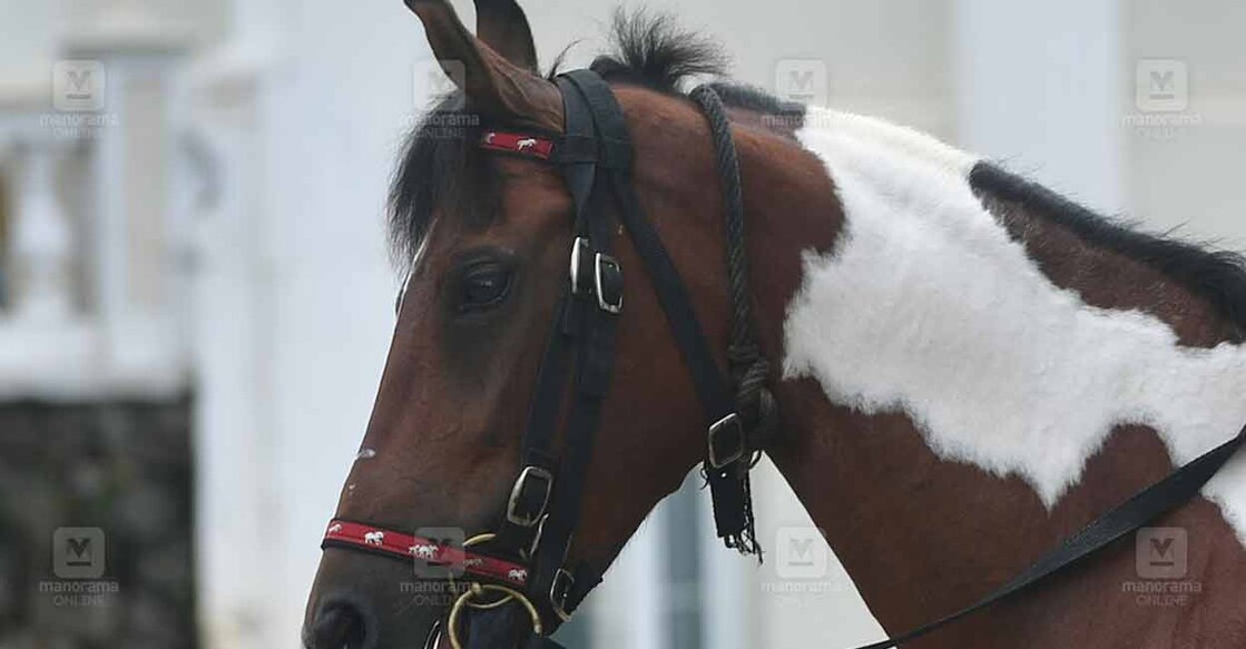 The horse, reportedly, fell ill suddenly and died two days ago. Representational image/Manorama