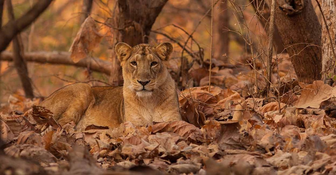 As of now, authorities have taken preventive measures to curb the spread by isolating lions living within a 10-km radius of the area where the infection was reported. Representative image/Shutterstock/G. Boldhaus