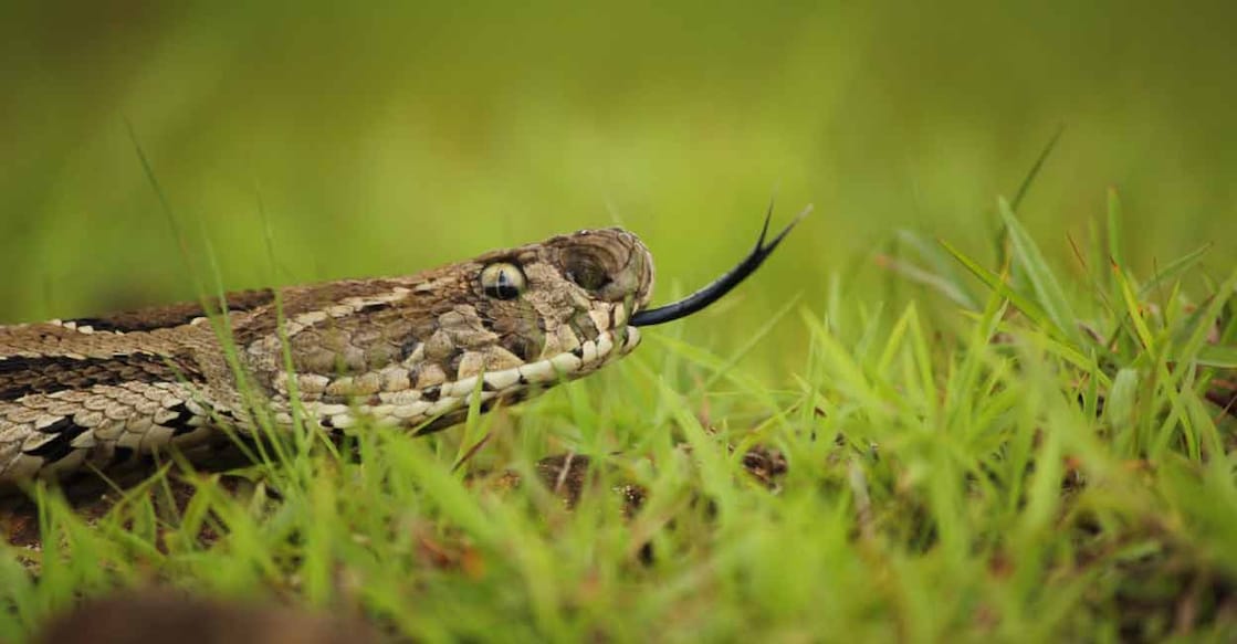 Russell's viper or anali. Photo: Shutterstock/Nikhil patil 0321