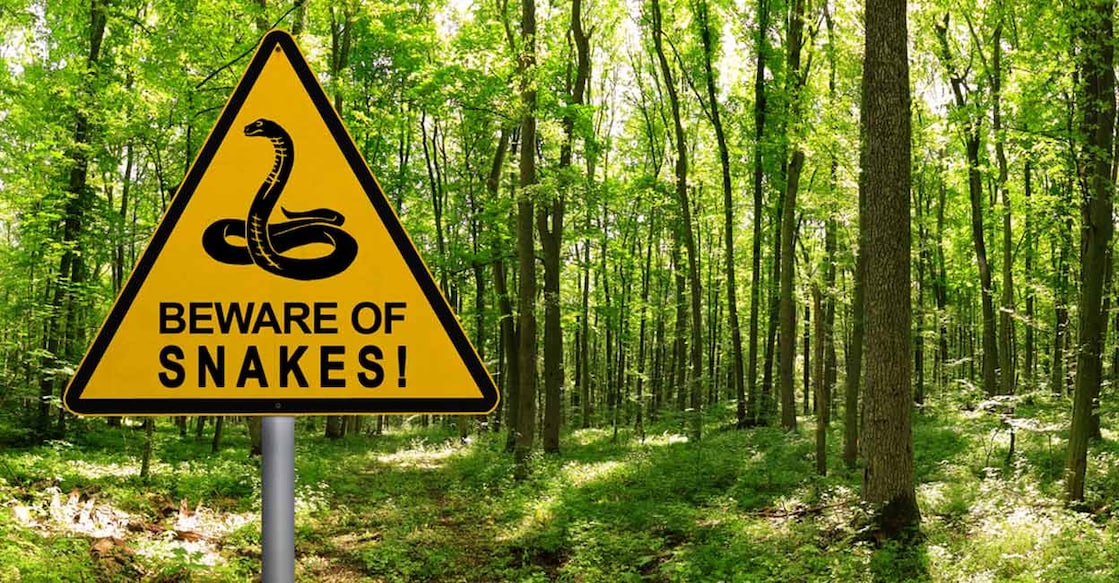 The fact that more than 3,000 severe snakebite cases are reported every year itself underlines the urgent need for effective treatment and stronger preventive measures. Representative image/Shutterstock/Protasov AN