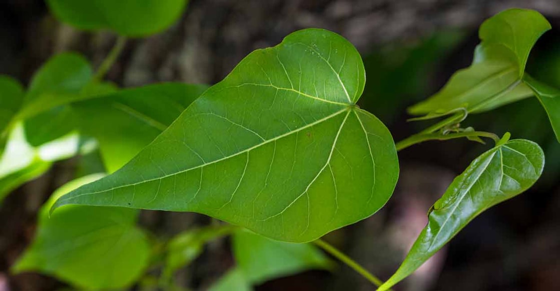 In English, this plant is called 'Portia tree.' Photo: iStock/Denis Achberger