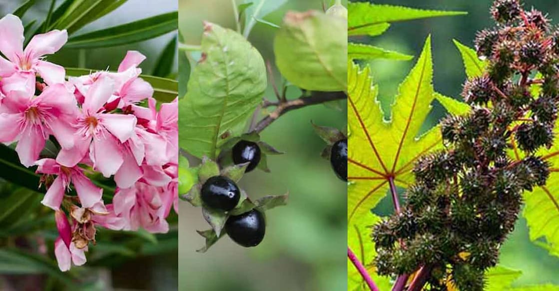 Exercise caution when handling these plants, as they contain many toxic compounds. Photos: Shutterstock/@kabar/@mabelinsantos