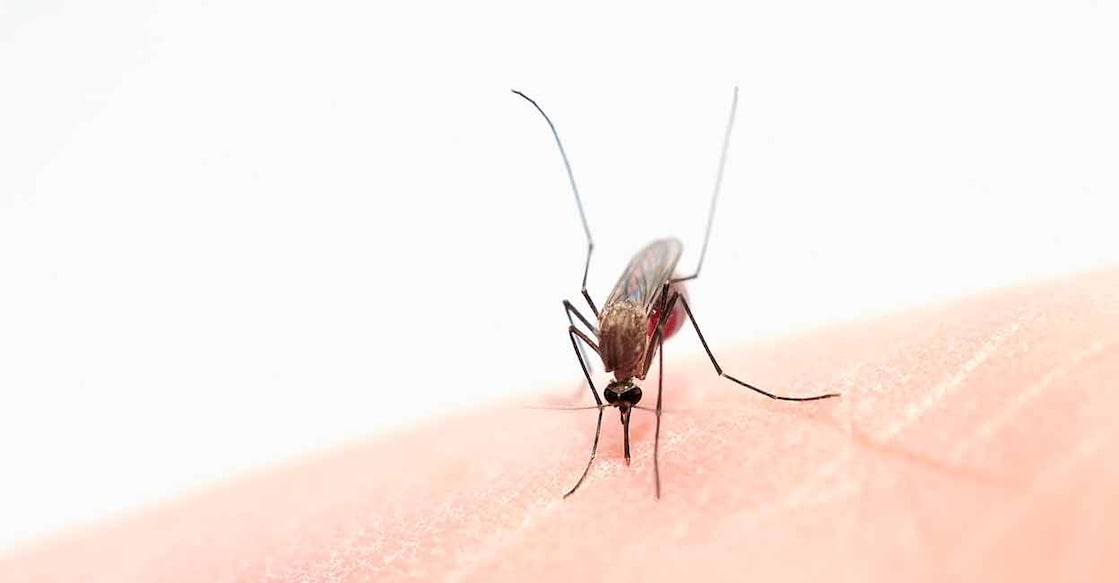 Cerebral malaria is a life-threatening neurological complication. Photo: Shutterstock/jipatafoto89