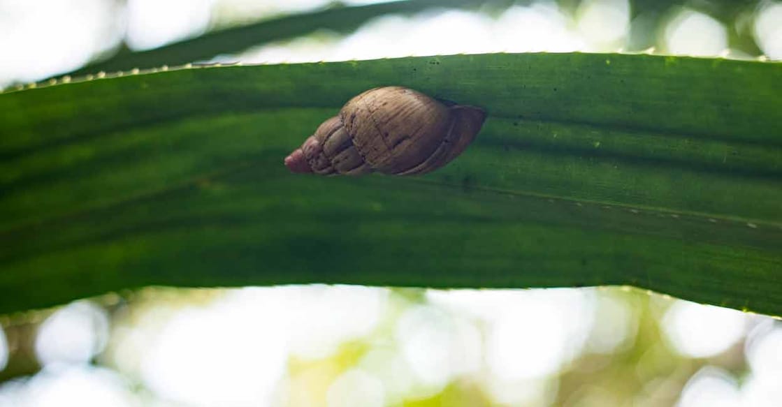 Giant African snails. Photo: iStock/kmatija