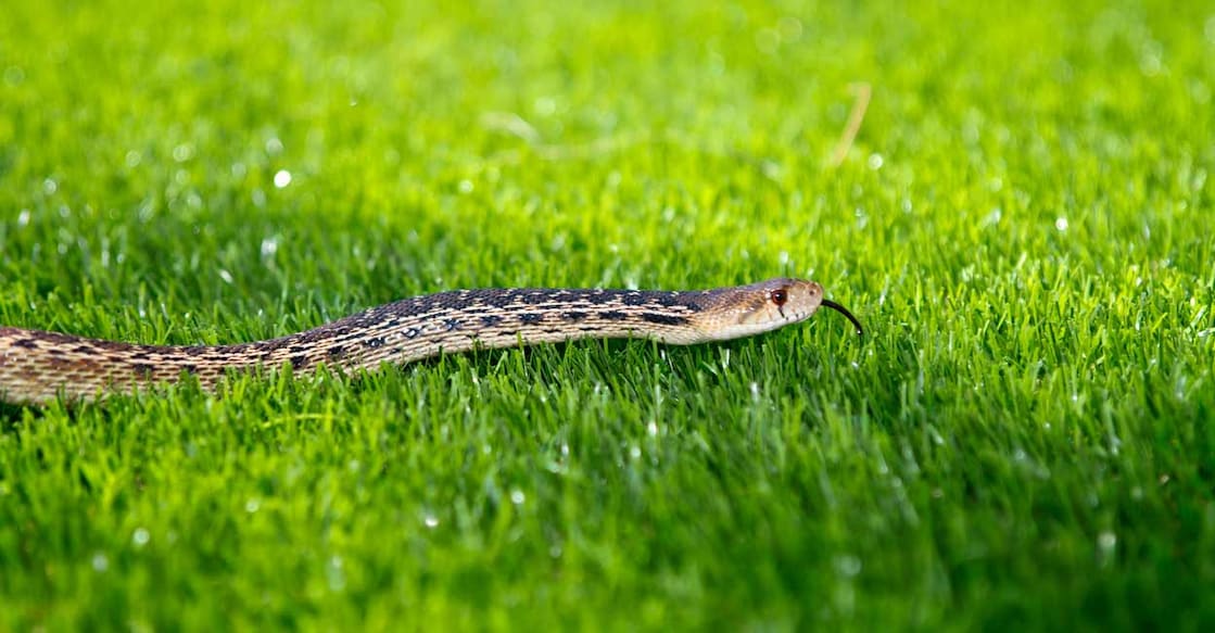 If you spot a snake, report the sighting through the Sarpa mobile app or alert forest officials. Photo: iStock/rticknor