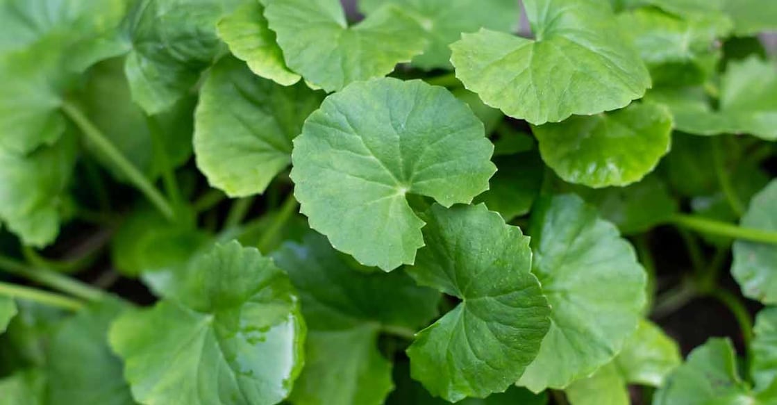 Muthil leaves. Photo: iStock/Arnav Ray