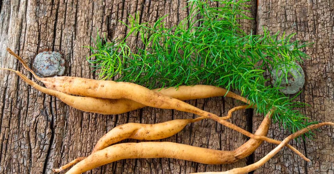 The root, stem and leaves of satavari are used in various medicinal concoctions. Photo: iStock/kiran nagare