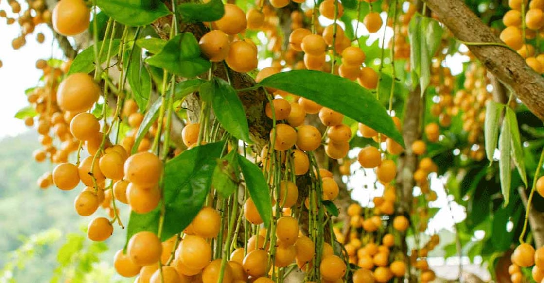 Burmese grapes. Photo: iStock/@surasak