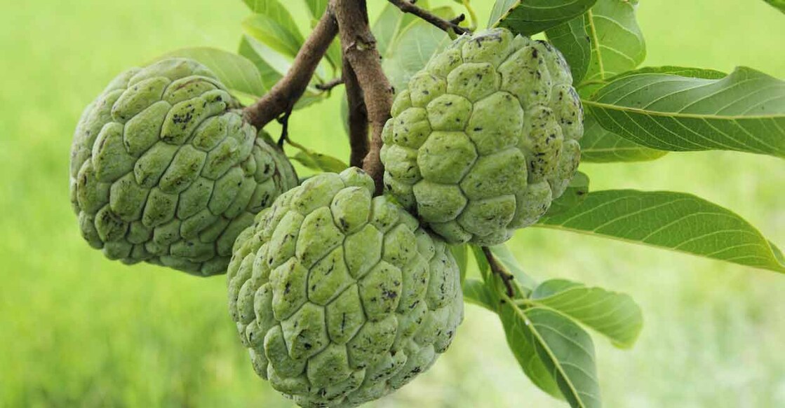 Cherimoya is believed to have originated in the high valleys of the Andes in Ecuador and Peru. Photo: iStock/User2547783c_812