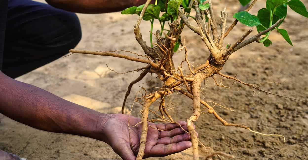 1446051594 Ashwagandha roots are safe for use. Photo: iStock/Azay photography