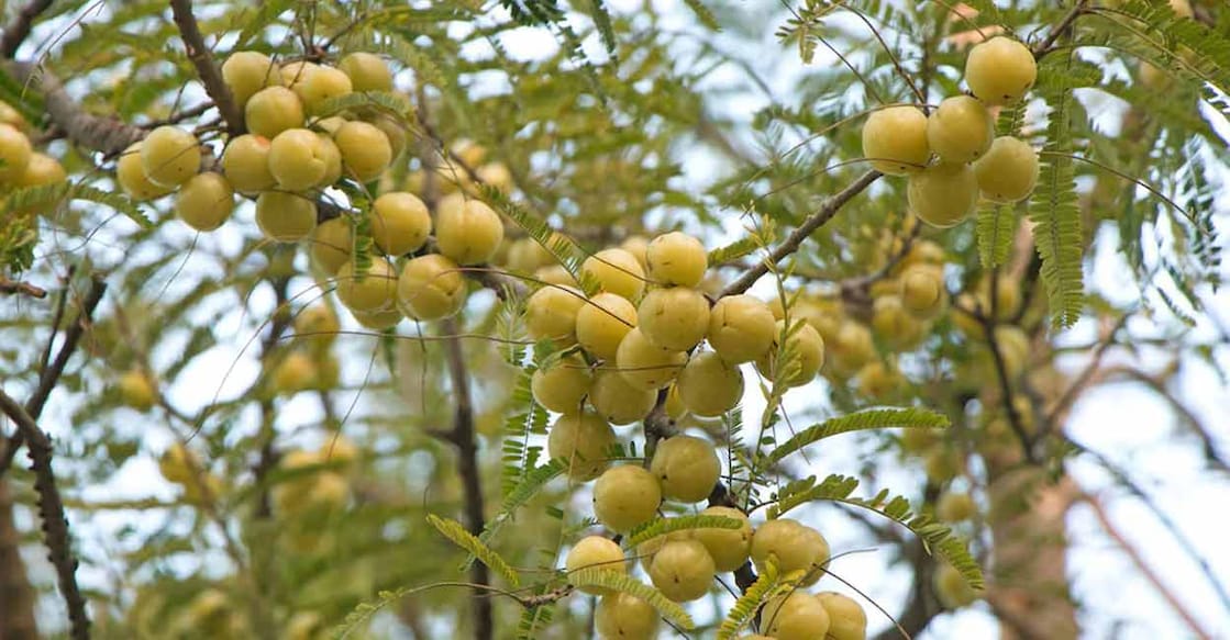 Amla or Indian gooseberry is an excellent herb that boosts immunity while keeping you healthy and strong. Photo: iStock/@undefined undefined