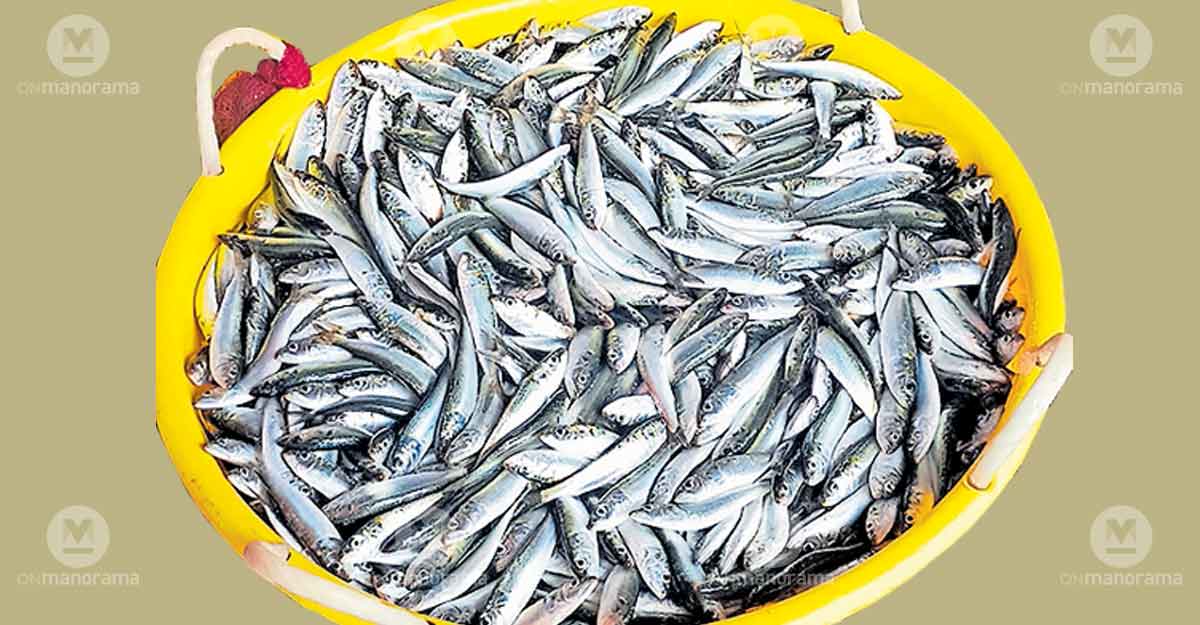 OnManorama - Business - News Image