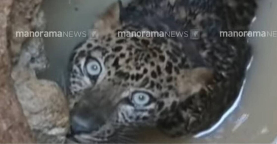 Leopard trapped in a well at Kollam. Photo: Screengrab/ Manorama News