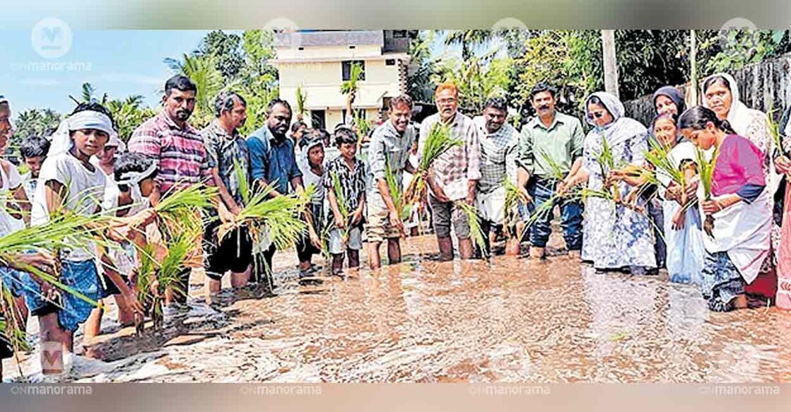 planting-paddy