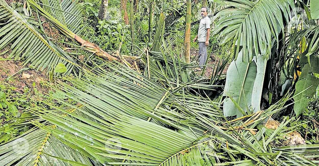 coconut-tree-elephant
