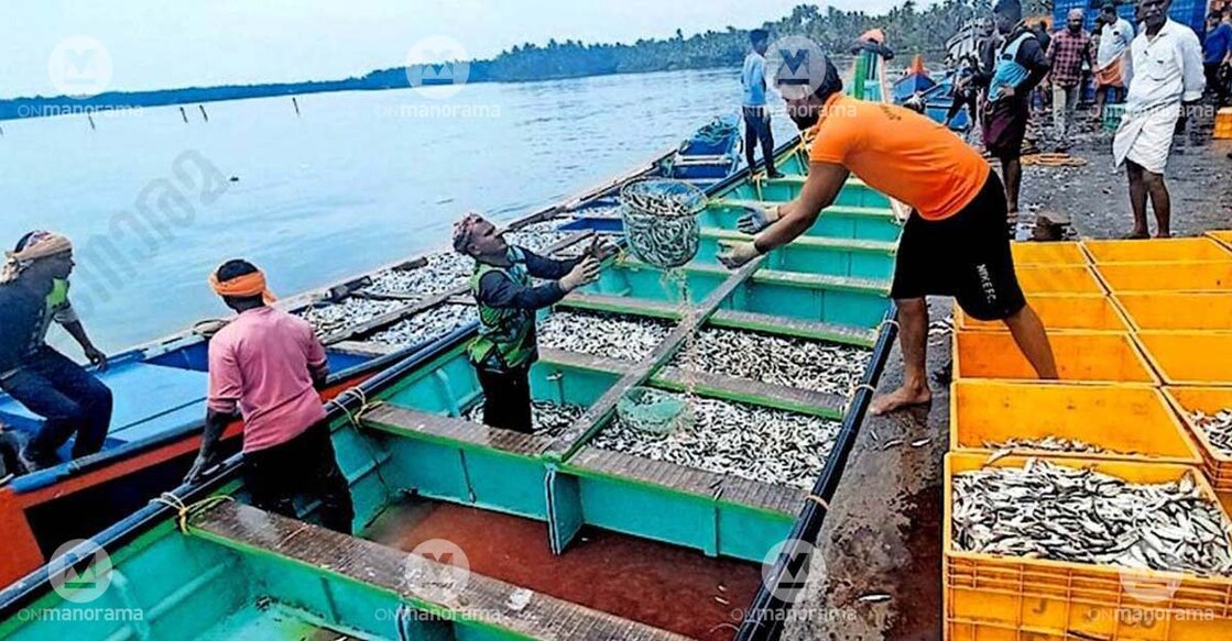 Juvenile sardines in huge volumes being brought to Madakkara harbour. Photo: Special arrangement