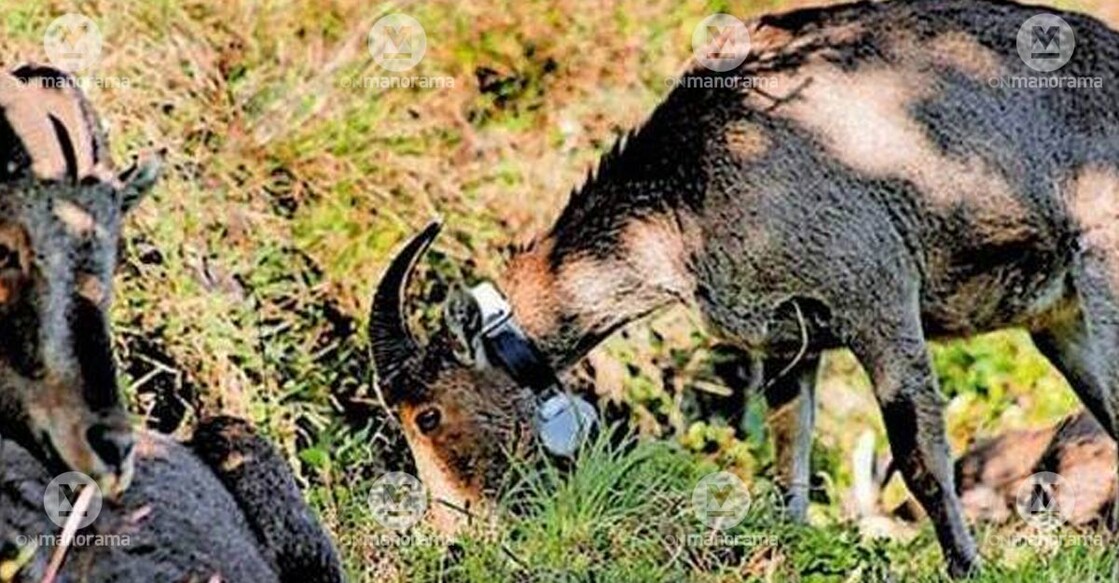 File photo of a radio collared Nilgiri Tahr. Photo: Special arrangement