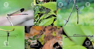 Silent Valley survey records 83 odonate species, adds six new to list