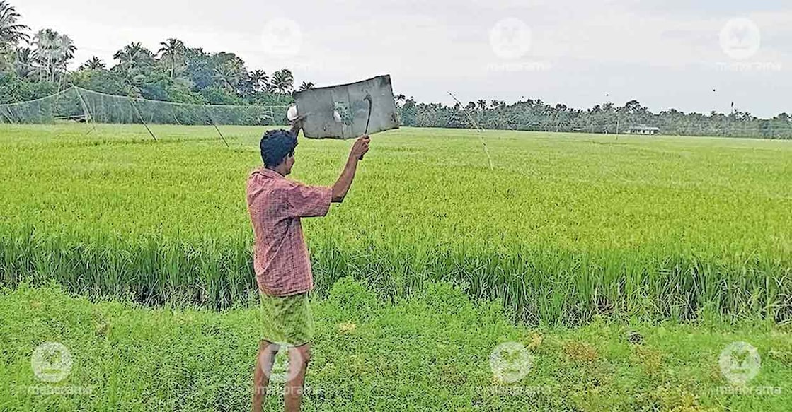 weaverbird-paddy-field