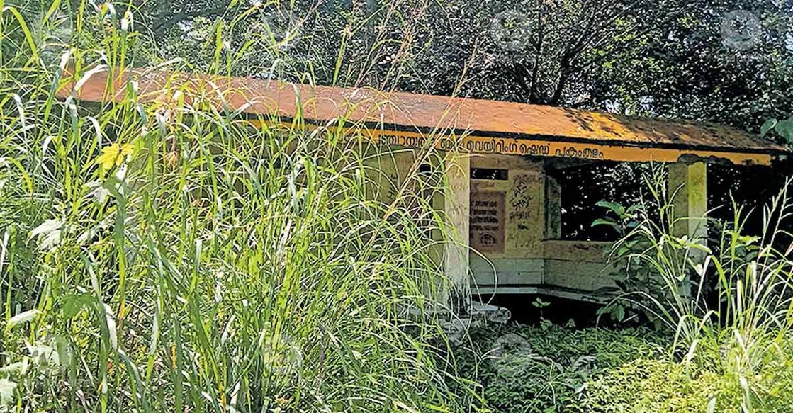 The bus waiting shelter swallowed by shrubs and weeds. Photo: Special arrangement
