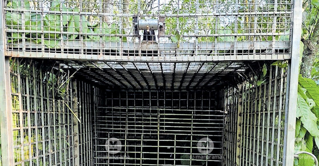  The cage installed by the Forest Department to trap the leopard roaming in the Vadakke Muruppel area of Injappara. Photo: Manorama