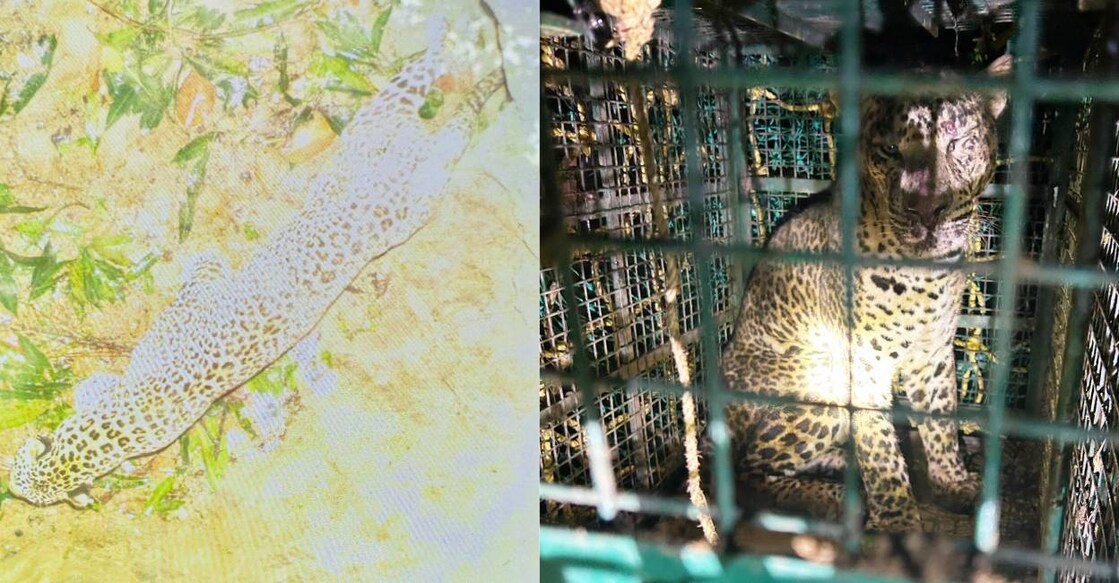 This combination of photos shows the leopard trapped inside the well (left) and after being captured in a cage (right). Photo: Special Arrangement.
